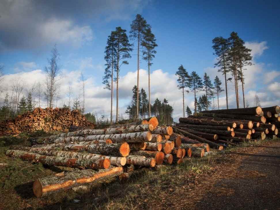 The Impact of Illegal Logging on Forests and Ecosystems